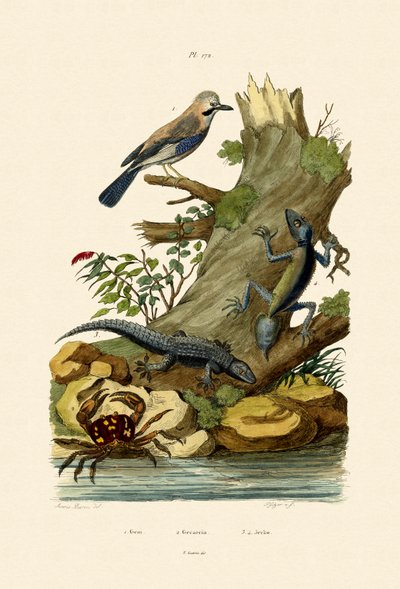 Sójka zwyczajna, 1833-39 autorstwa French School