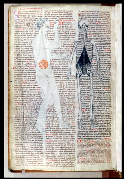 F.116v Człowiek i szkielet, z traktatu medycznego Abula Qasima Khalafa ibn al-Abbas al-Zahrawi (Abulcasis) (936-1013) w tłumaczeniu Gerarda de Cremone (1114-87) autorstwa French School