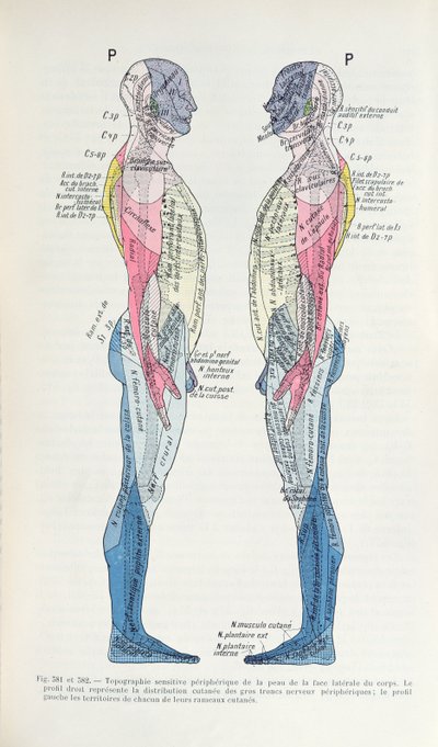 Ryc. 381 i 382 Układ nerwowy, z Semiologie des Affections du System Nerveux J. Dejerine, 1914 autorstwa French School