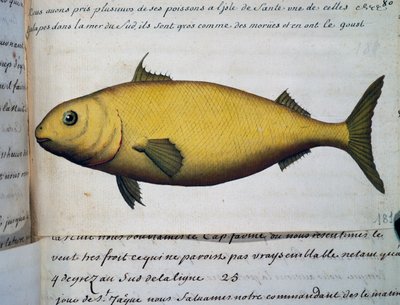 Ryba wielkości dorsza, Isle De La Sante, akwarela z dziennika pokładowego Jacquesa Gouina de Beauchesne (1652-1730), kapitana Compagnie royale de la Mer du Sud, w latach 1698-1701, Francja autorstwa French School