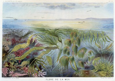 Flora morska - w "Le Monde de la Mer" Alfreda Fredola, wyd. Paryż, Hachette. autorstwa French School