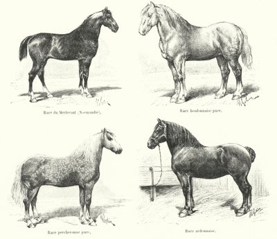 Cztery francuskie rasy koni: Merlerault, Boulonnaise, Percheronne, Ardennaise (rycina) autorstwa French School