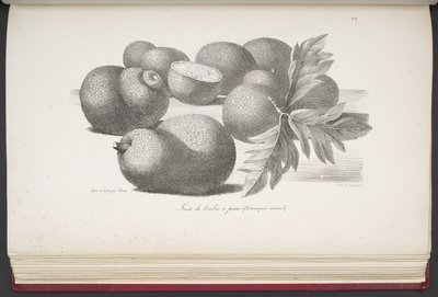Fruit, z Malowniczej podróży dookoła świata, z portretami dzikich w Ameryce, Azji, Afryce i na Wyspach Wielkiego Oceanu; krajobrazy, widoki na morze i kilka obiektów historii naturalnej; wraz z opisami M. le b autorstwa French School