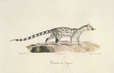 Senegal Genet, z Historii Naturalnej Ssaków (kolor lito) autorstwa French School