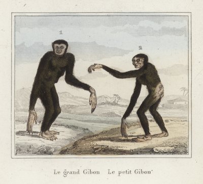 Gibbons autorstwa French School