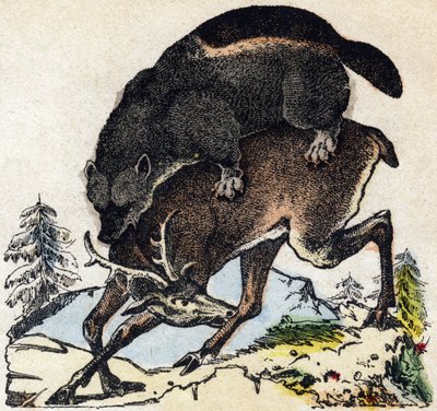 Żarłok. Grawerowanie w „Alfabet des animaux sauvages””. 9. seria. Obraz Epinal, Pellerin, drukarz-wydawca, ok. 1870 r. Ryciny na drewnie, szablon. 16 stron. Wymiary: 20 x 15 cm. Prywatna kolekcja autorstwa French School