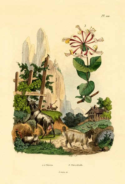 Kozy, 1833-39 autorstwa French School