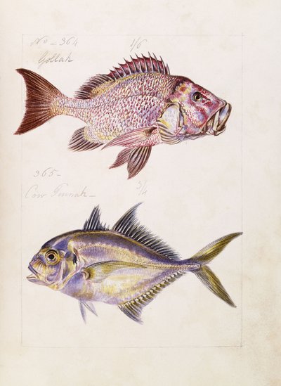 Gollah itp., ok.1850 autorstwa French School