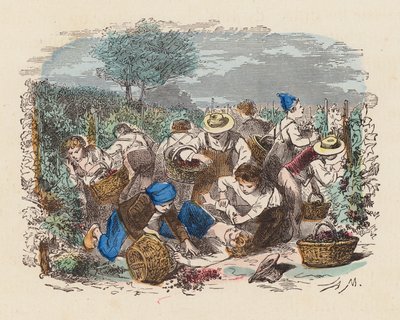 Zbieranie winogron w winnicy (kolorowy grawer) autorstwa French School