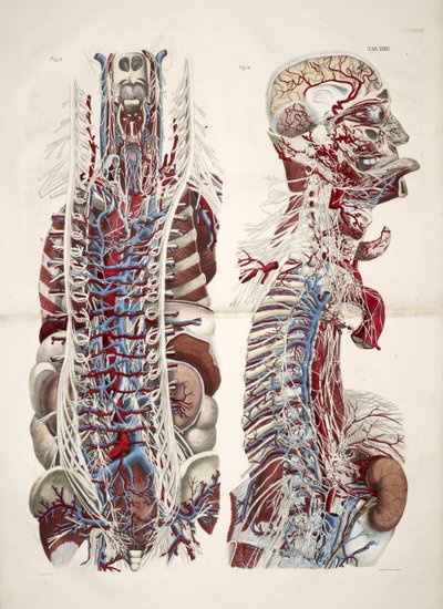 Głowa i tułów, z „Płyty anatomiczne ciała ludzkiego wykonane z naturalnych wymiarów, wraz z tekstem objaśniającym Wydane przez cte de Lasteyrie...”, ok. 1824 (kolor lito) autorstwa French School