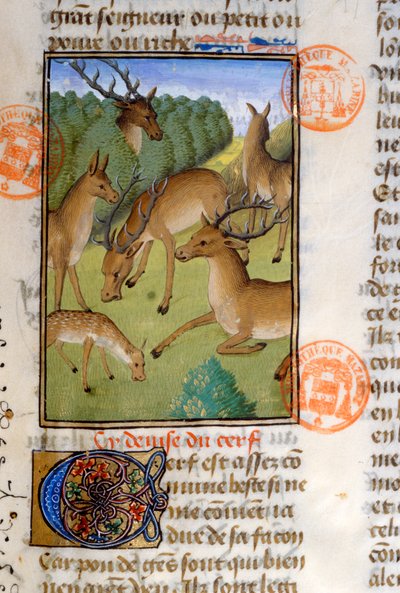 Stado jeleni, z Livre de la Chasse przez Gastona Phebusa de Foix (1331-91) autorstwa French School