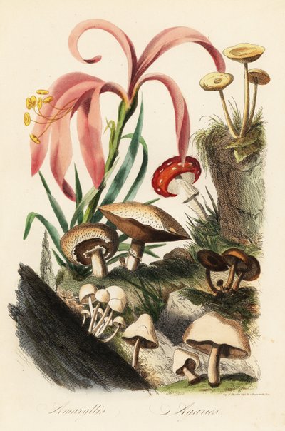 Gatunki Hippeastrum, muchomor, Amanita muscaria, Muchomor cesarski, Grzyb Cezara, Muchomor cesarski i inne grzyby autorstwa French School
