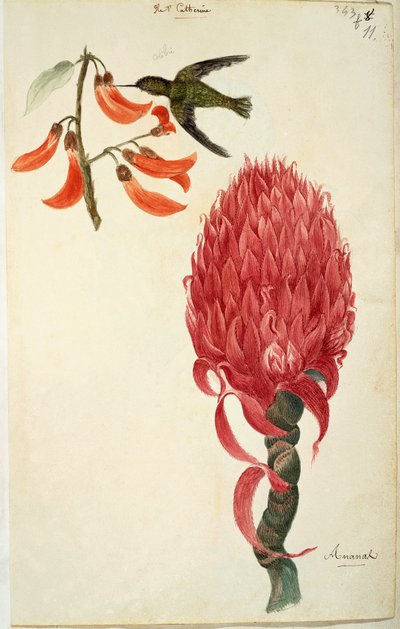 Koliber (Trochilidae) i ananas (Ananas comosus) – Lejeune autorstwa French School