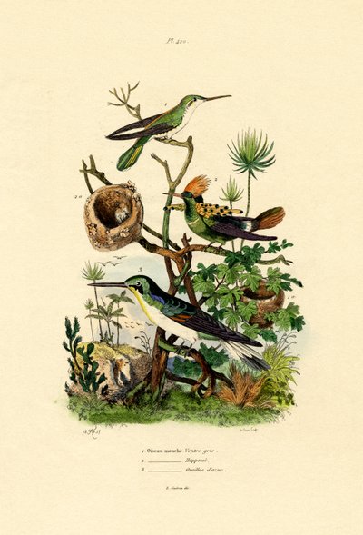 Kolibry, 1833-39 autorstwa French School