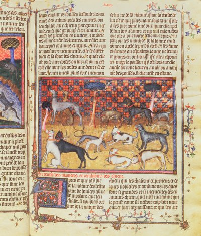 Psy myśliwskie Gastona III, hrabiego Foix Phebus the Hunter (1331-91), z Livre de la Chasse, 1387-89 (gwasz na pergaminie) autorstwa French School