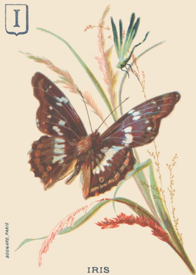 I: Iris (tęczówka Apatura lub zmiana Wielkiego Marsa) autorstwa French School