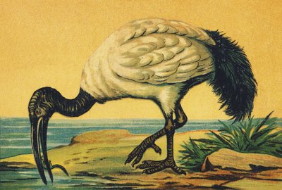 ja jako Ibis autorstwa French School