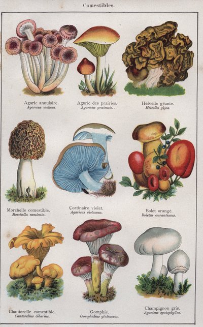 Ilustracja do "Traite de medecine et d