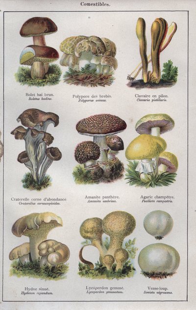 Ilustracja do "Traite de medecine et d