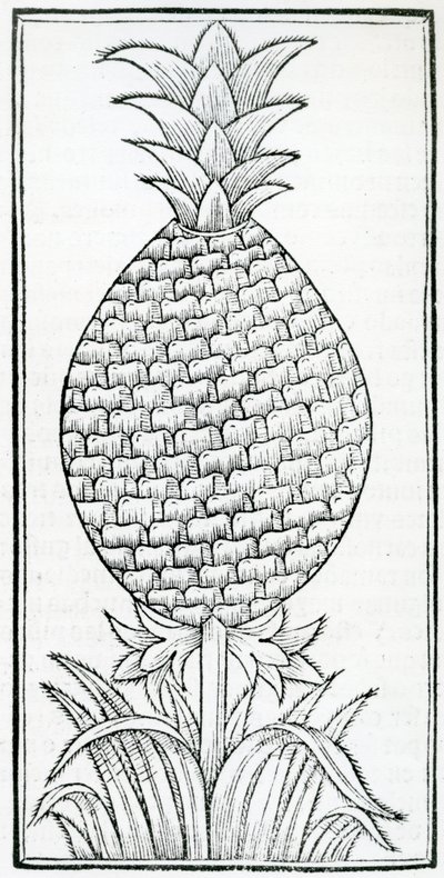 Ilustracja z „De la natural history of the Indias”, autorstwa Gonzalo Fernándeza de Oviedo (1478-1557) autorstwa French School