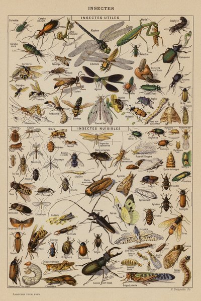Owady (litografia kolorowa) autorstwa French School