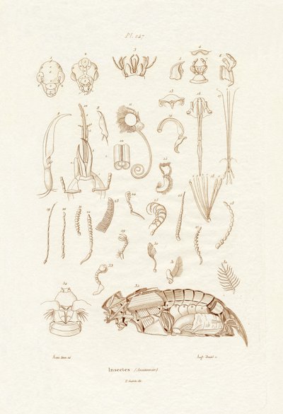 Owady, 1833-39 autorstwa French School