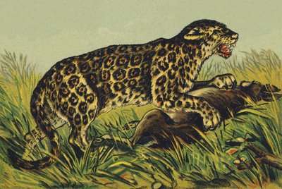 J jak Jaguar autorstwa French School