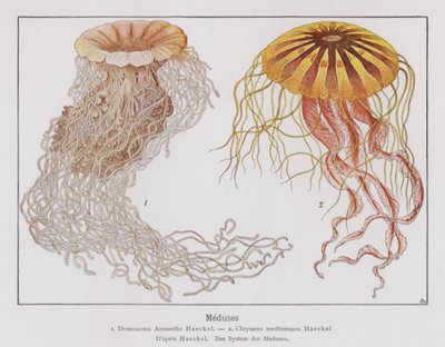 Meduza (kolorowa litografia) autorstwa French School