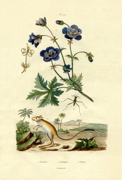 Jerboa, 1833-39 autorstwa French School