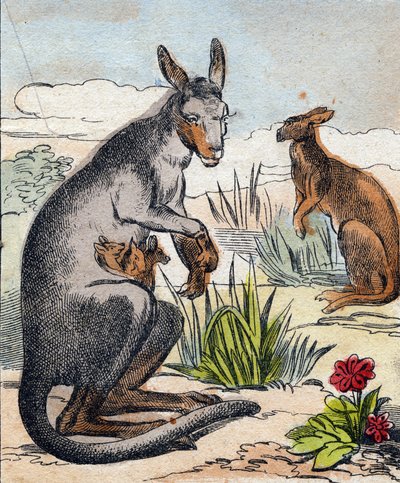 Kangur. Grawerowanie w „Buffon Alphabet des Animaux”. III seria N 1. Obrazowanie Epinal, Epinal, koniec XIX wieku. 16 stron. Wymiary: 28x21cm autorstwa French School