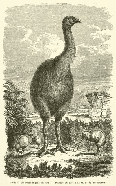 Kiwi i Dinormis ogromne ou moa (Grawerowanie) autorstwa French School