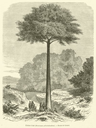 Drzewo mleczne, Brosimum galactodendron (rycina) autorstwa French School