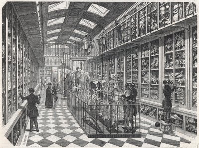 Paryska Szkoła Medyczna - Galeria Anatomii Porównawczej - Grawerowanie w „Tableau-de-Paris” Edmonda Texiera 1852. autorstwa French School