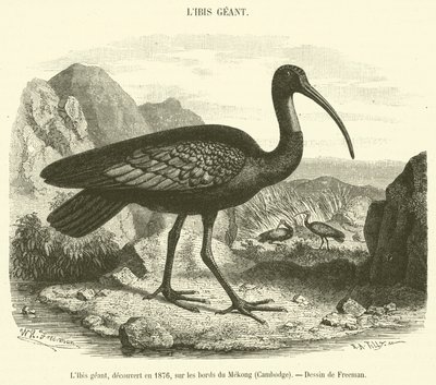 Giant Ibis, odkryty w 1876 roku, nad brzegiem Mekongu w Kambodży (rycina) autorstwa French School