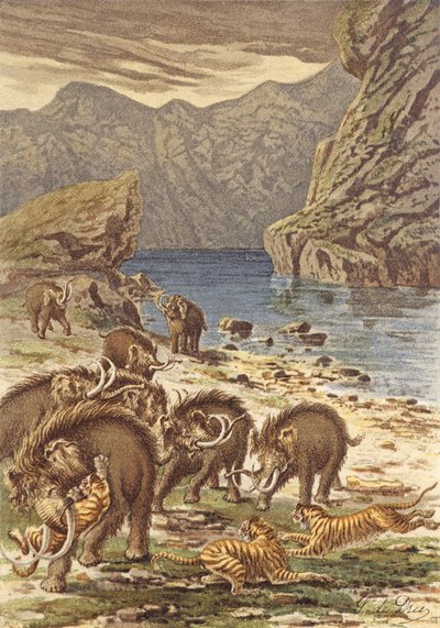 Francja przed człowiekiem, mamuty i gigantyczne koty (kolorowa litografia) autorstwa French School