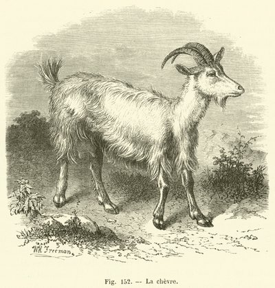 La chevre (grawerowanie) autorstwa French School