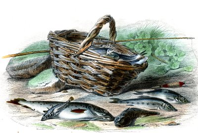 Pstrąg (Salmo Trutta), cote Chabota (Collus Chabraea), szpinak (Gasterosteus aculeatus), jesiotr (Gobio Gobio), jesiotr (Alburnus Alburnus) - Tablica z Historii Naturalnej Bernarda Germaina de Lacepede (1856-1925) , wyd. P.Furme, Paryż autorstwa French School