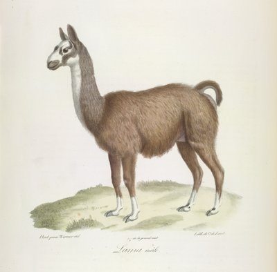Samiec lamy, z historii naturalnej ssaków (kolor lito) autorstwa French School