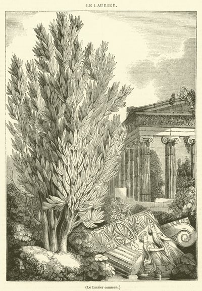 Laur pospolity (grawerunek) autorstwa French School
