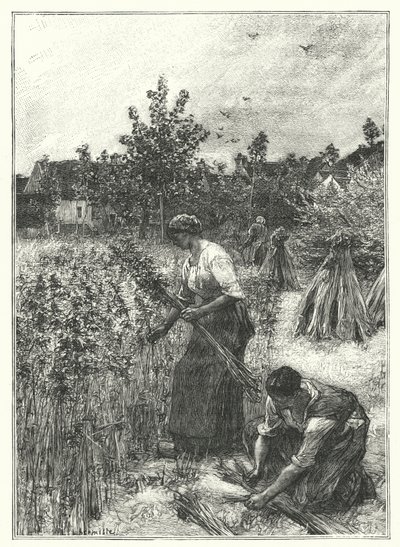 Hemp Harvest (grawerowanie) autorstwa French School