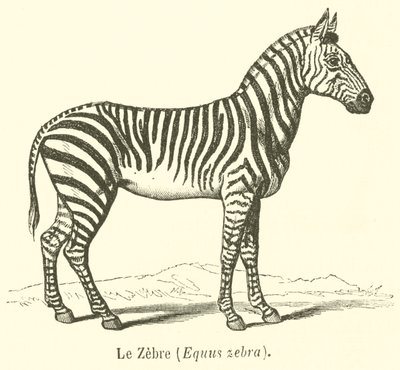 Le Zebre, Equus zebra (grawerowanie) autorstwa French School