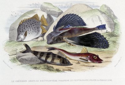 Argus chatodon, pirapeta tyloptera, pilot centronote, lira trigle - w „Histoire Naturelle” Lacépède