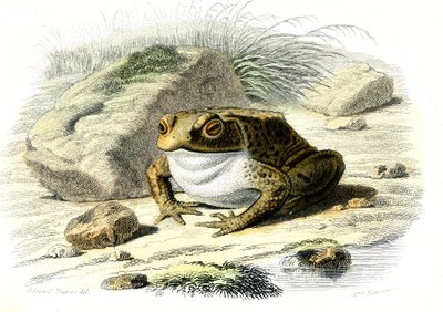 Ropucha Le (Bufo vulgaris) - Tablica z Historii Naturalnej Bernarda Germaina de Lacepede (1856-1925), wydanie P.Furme, Paryż autorstwa French School