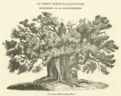 Stary dąb Allouville (grawerowanie) autorstwa French School