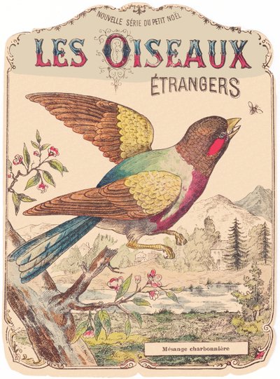 Les Oiseaux Étrangers: okładka albumu. Charbonnière mesange, koniec XIX wieku (druk) autorstwa French School