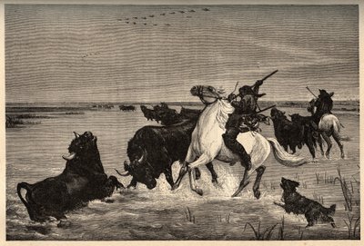 Woły (rasa bydła) z Camargue po malowaniu vayson - grawerowanie w „PATRIE” - grawerowanie w „PATILE” - OPIS PINTUREQUIRESSE DE LA FRANCE W 6 TOMACH LUCIENA HUARDA - koniec XIX wieku autorstwa French School
