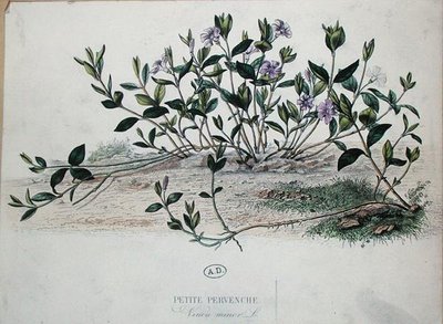 Barwinek mały lub Vinca minor (kolorowy grawerunek) autorstwa French School