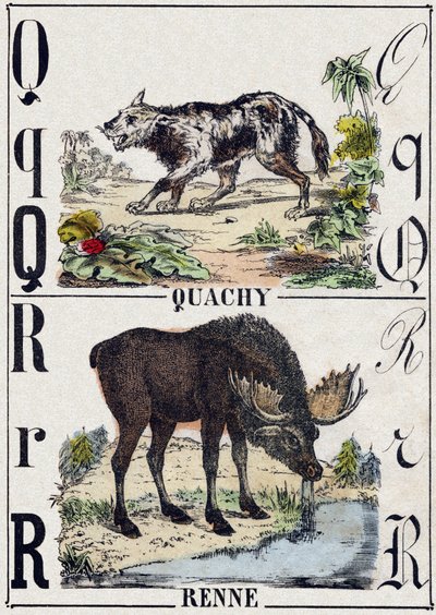 Litera Q Quachy (pies lwa z Ameryki Południowej); R Renifer. Grawerowanie w „Alfabet des animaux sauvages””. 9. seria. Obraz Epinal, Pellerin, drukarz-wydawca, ok. 1870 r. Ryciny na drewnie, szablon. 16 stron. Wymiary: 20 x 15 cm. Prywatna kolekcja autorstwa French School