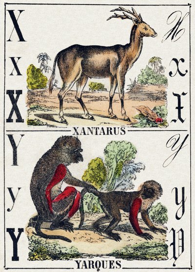 Litera X Ksantarus; Y Yarques. Grawerowanie w „Alfabet Dzikich Zwierząt”. Seria 9. Obraz Epinal, Pellerin, drukarz-wydawca, ok. 1870 r. Ryciny na drewnie, szablonowe. 16 stron. Rozmiar: 20x15 cm. Prywatna kolekcja autorstwa French School