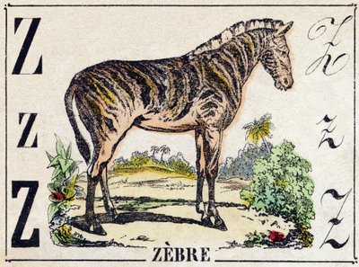 Litera Z Zebra. Grawerowanie w „Alfabet Dzikich Zwierząt”. 9. Seria. Obraz Epinal, Pellerin, drukarz-wydawca, ok. 1870 r. Ryciny na drewnie, szablonowe. 16 stron. Rozmiar: 20x15 cm. Prywatna kolekcja autorstwa French School